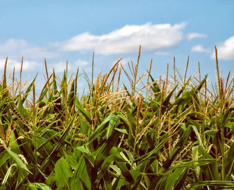 Corns in a field
